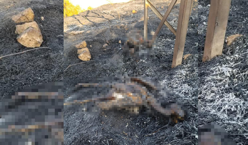 Diyarbakır'da anız yangını leylekleri canından etti