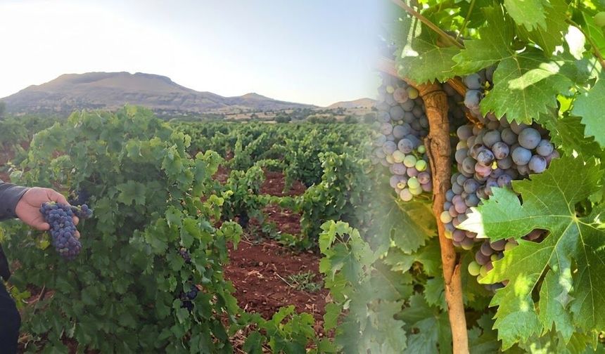 Diyarbakır'da yılın ilk üzüm hasadı başladı