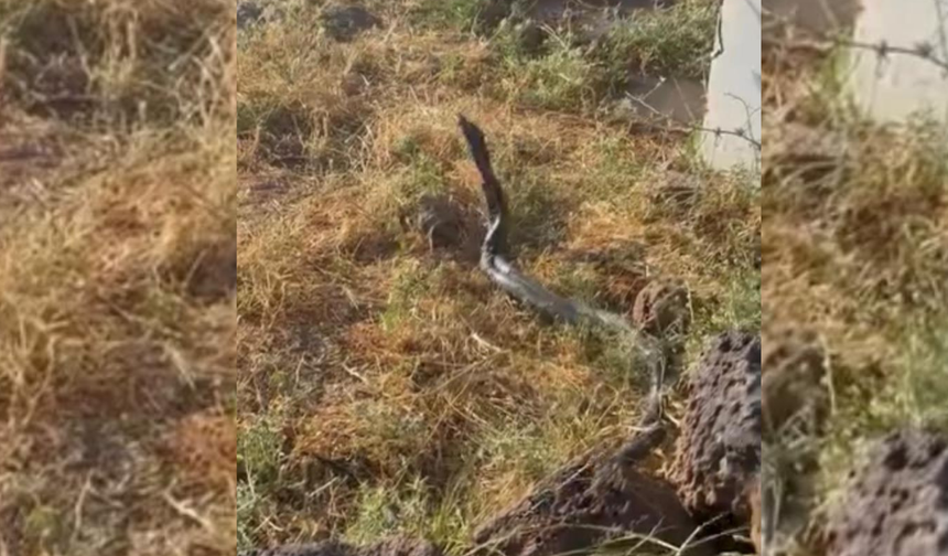 Diyarbakır'da sıcaklar dev yılanları ortaya çıkardı