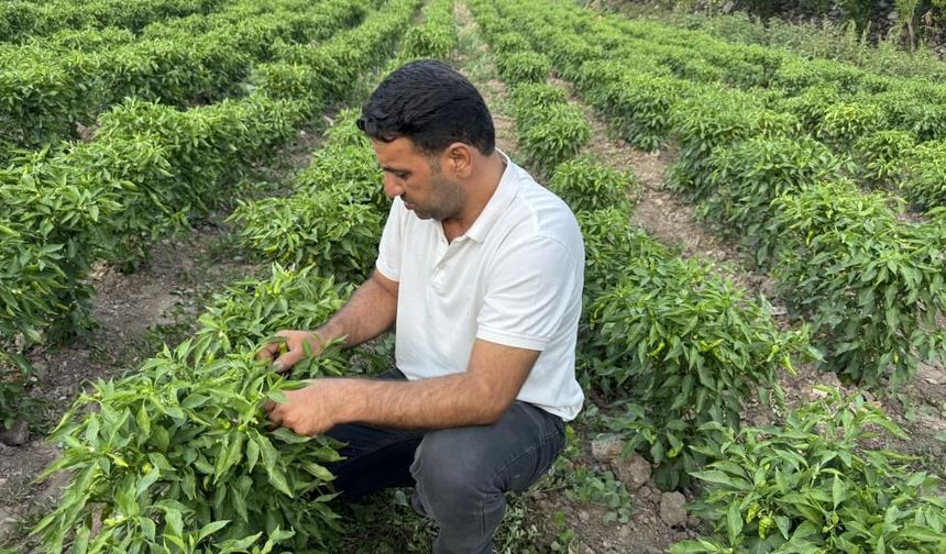 Diyarbakır Çermik biberinde hasad dönemi