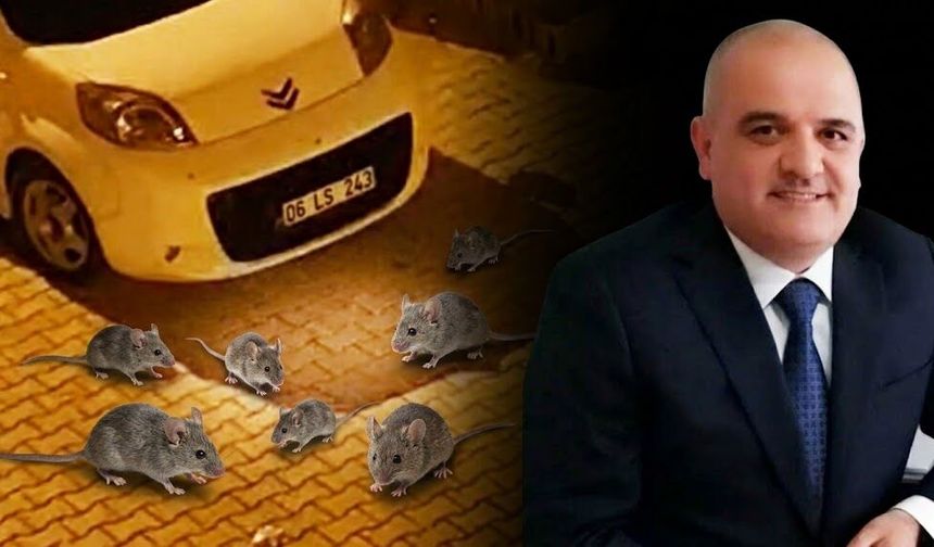 Diyarbakır’ın göbeğinde korku sahneleri: 'Cırdon' istilası yüzünden mahalleli nöbette!