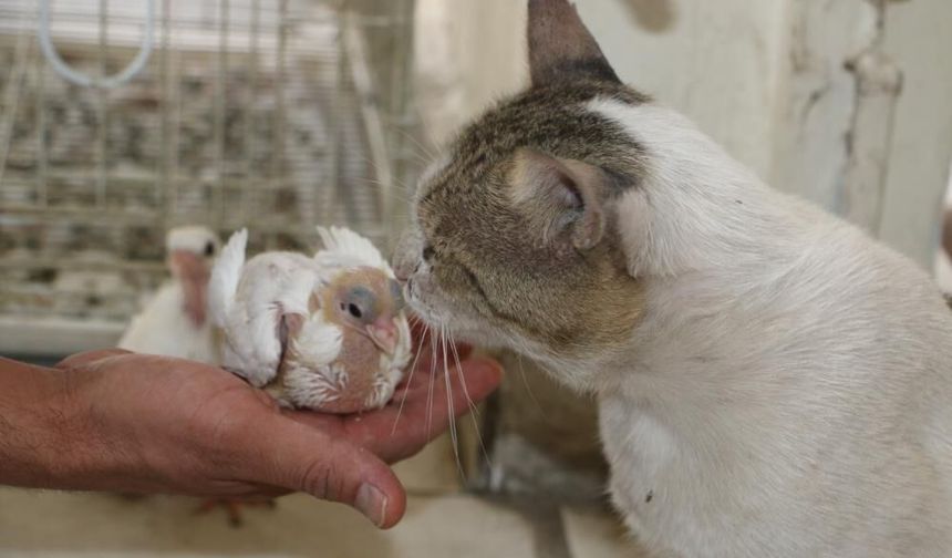 Diyarbakır’da et yemeyen kedi güvercinleri koruyor