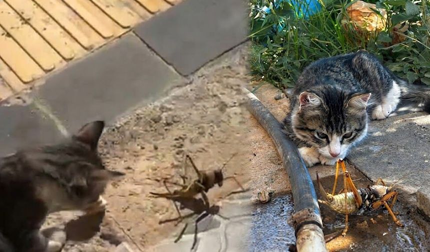 Diyarbakır’da ilginç görüntü: Kedi, dev etçil çekirgeyle fare gibi oynadı