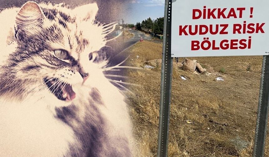 Diyarbakır Valiliğinden kuduz açıklaması: Ekipler harekete geçti