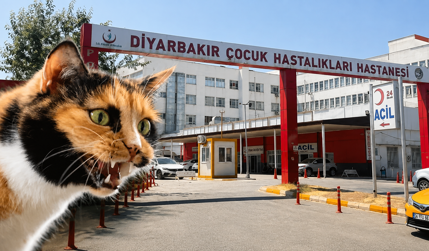 Diyarbakır’da korkutan olay! Kedinin ısırdığı çocukta kuduz tespit edildi