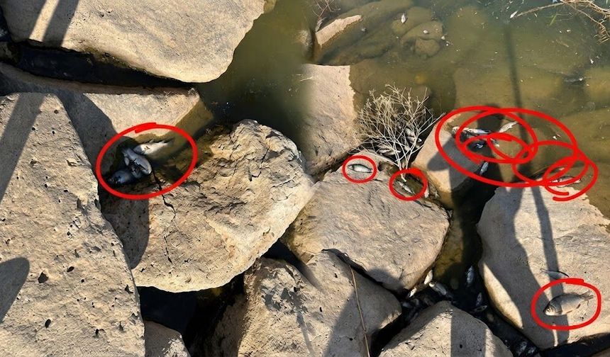 Diyarbakır’da paniğe neden olan balık ölümlerinin nedeni ortaya çıktı