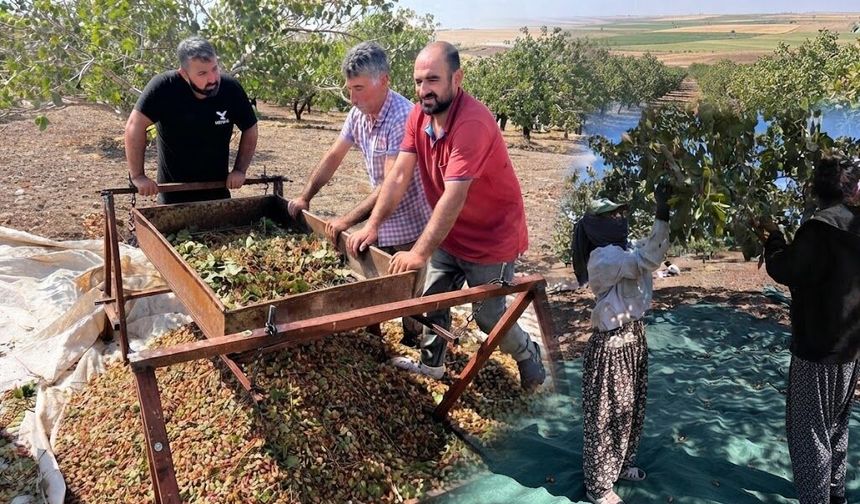 Diyarbakır’da üreticiden çiftçiye çağrı: Arazinizin bir bölümünü fıstığa ayırın