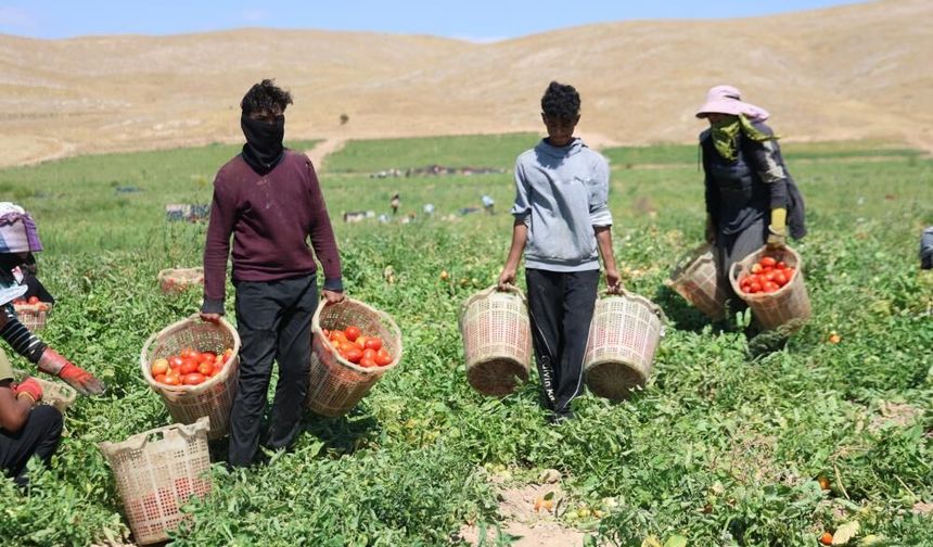 Mevsimlik işçilerin ekmek mücadelesi