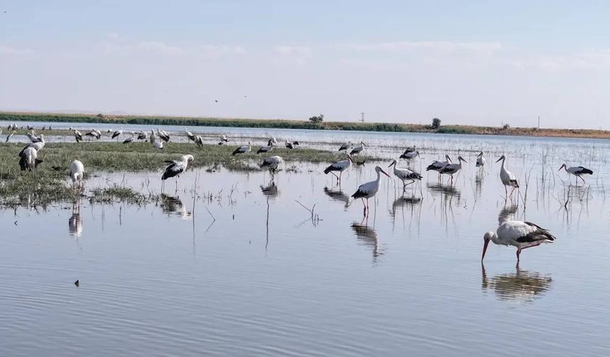 Diyarbakır'da göç öncesi kuş hareketliliği