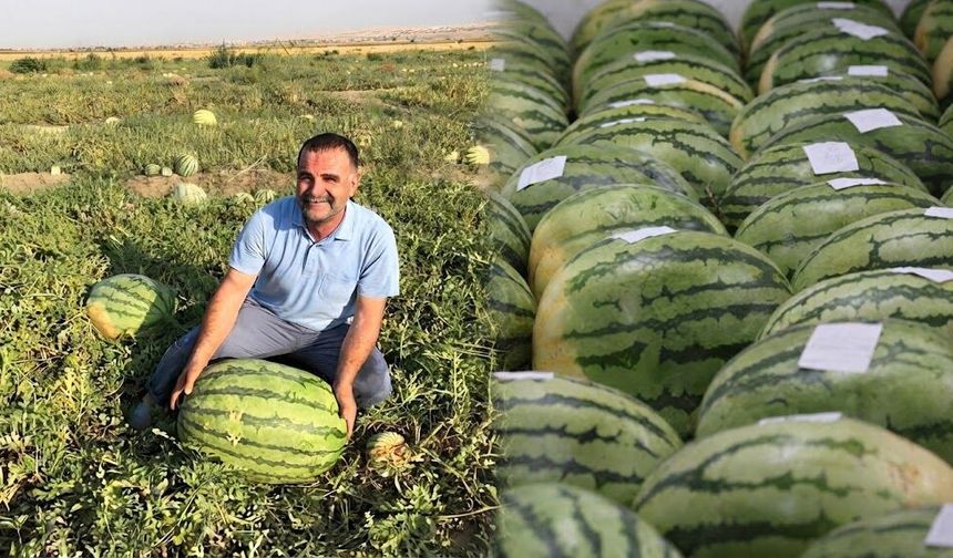 Diyarbakır’ın simgesi dev karpuzlar yarışma gününü bekliyor