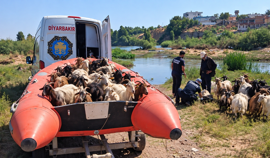 Diyarbakır'da Dicle Nehri’nde mahsur kalan keçiler için kurtarma operasyonu