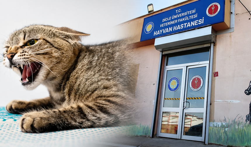 “Kediden kuduz bulaşmaz” demeyin! Dicle Üniversitesi’nden hayati uyarı