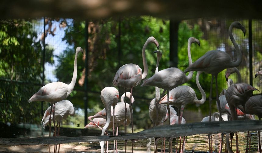 Gaziantep Doğal Yaşam Parkı'ndaki flamingolarda artış