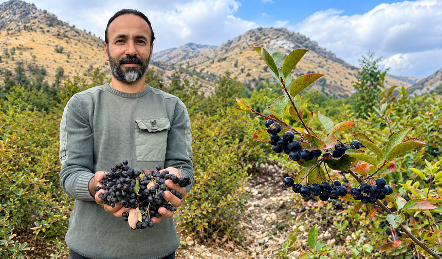 Diyarbakır'da aronya bahçesinde hasat mesaisi