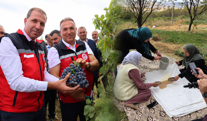 Diyarbakır’da bağ bozumu etkinliği: İlk mahsuller toplandı