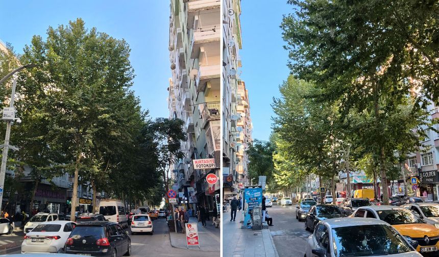 Diyarbakır’da 500 metrelik caddede kavak isyanı: 4 yıldır budanmayı bekliyor!