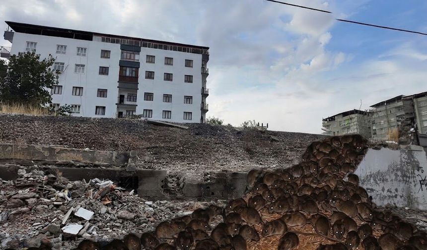 Diyarbakır’da fare istilası: Sürü gibi dolaşıyorlar