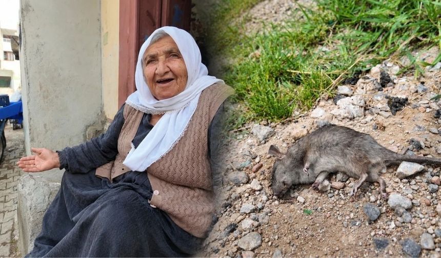 Diyarbakır’da “ürküten” tablo: Deprem sonrası fareler ev ve iş yerlerini sardı