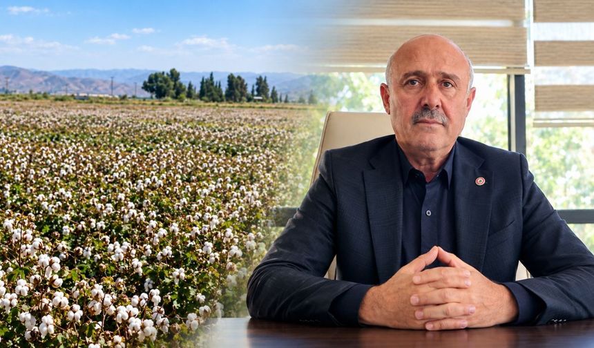 Diyarbakır’da pamuk hasadı yağmura takıldı: Ürünün yarısı tarlada