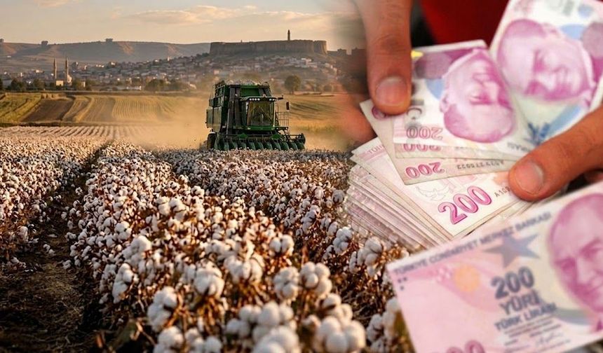 Diyarbakır’da 2026 pamuk ve mısır hasat ücretleri belli oldu