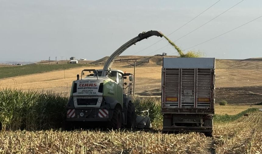 Diyarbakır'da silajlık mısır hasadı başladı: Gözler rekoltede