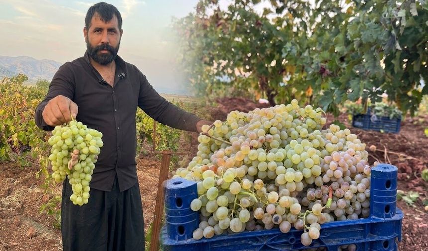 Diyarbakır’ın meşhur üzümleri Türkiye pazarında