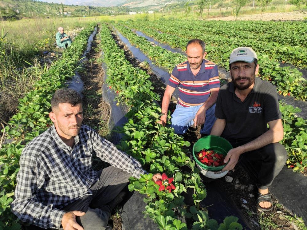 Ç İ L E K1