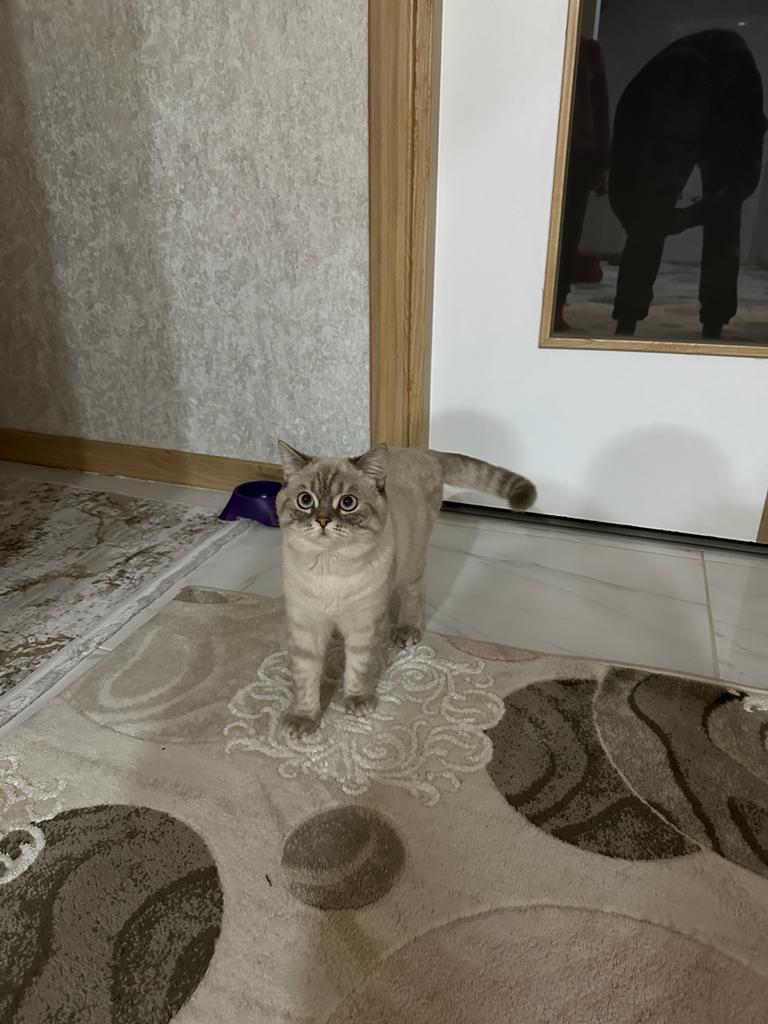 Kayıp Kedi Duman