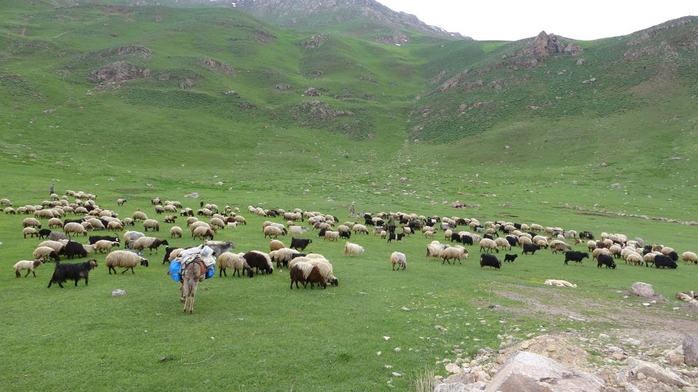 Yayla Göç2