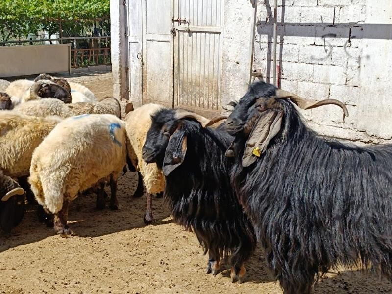 Kurbanlık Yaş