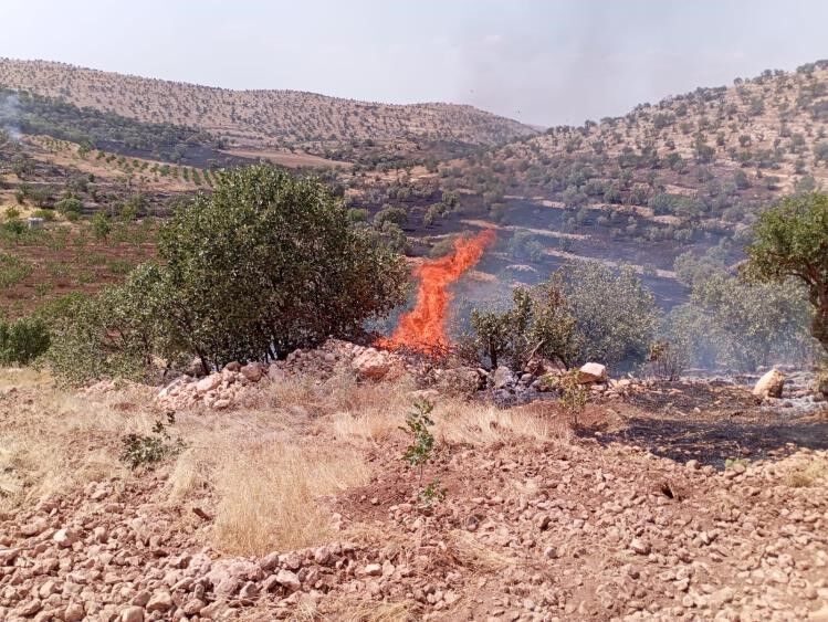 Mardin Anız