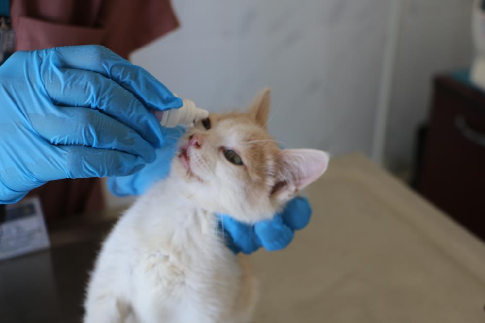 Hayvan Bakimevi Kedi