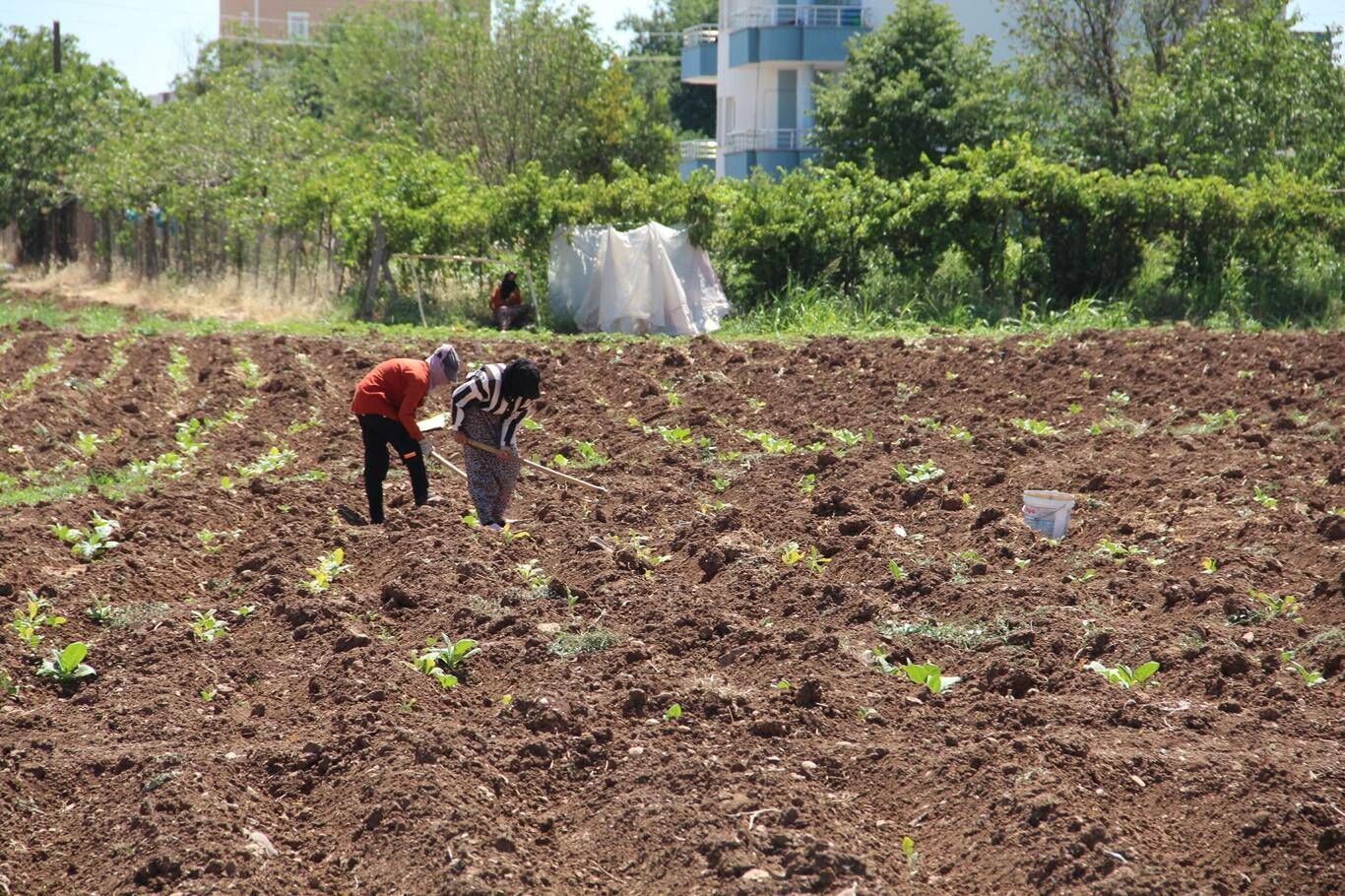 Tütün Tarım Işçileri