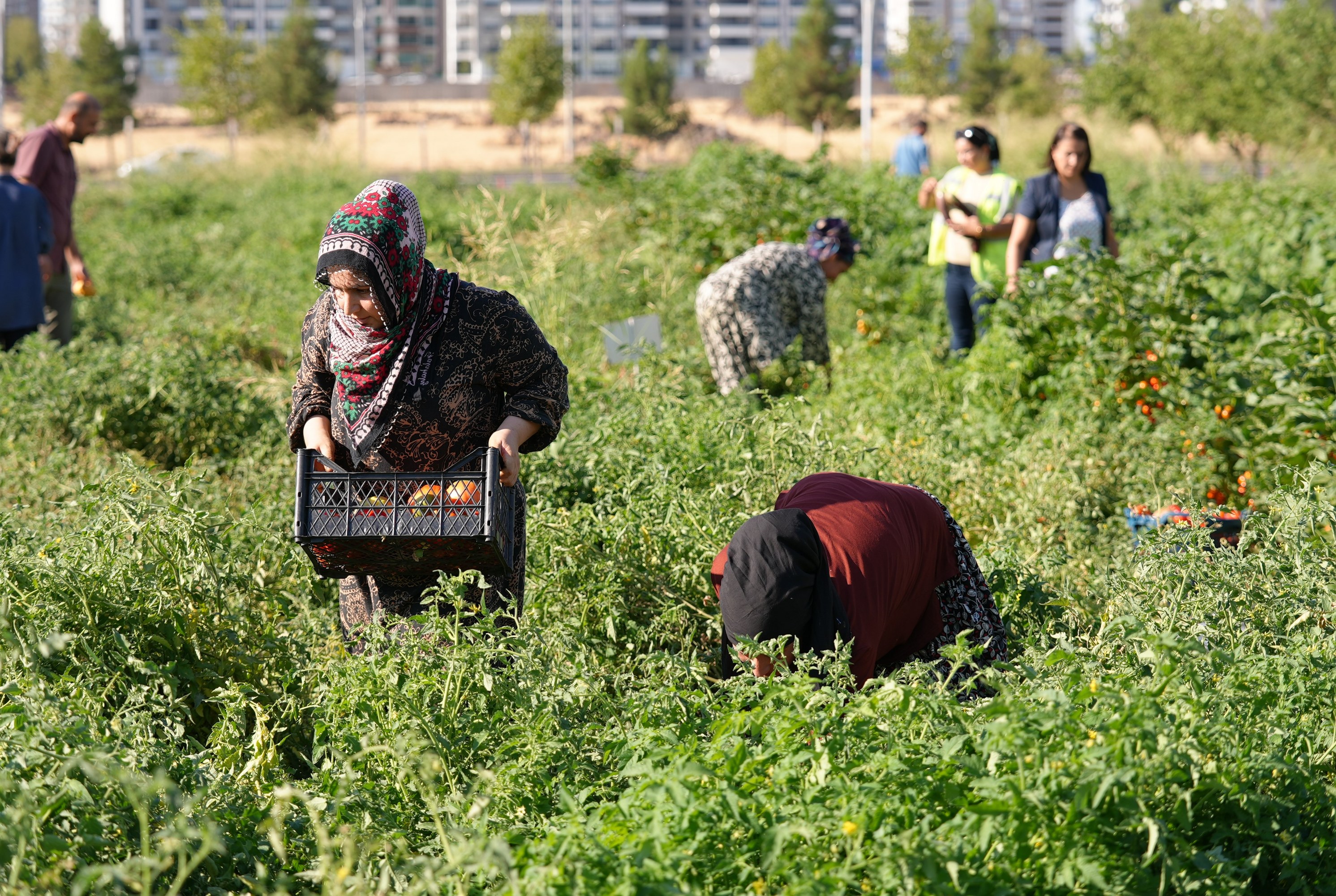 Kadın Işçi Bahçe