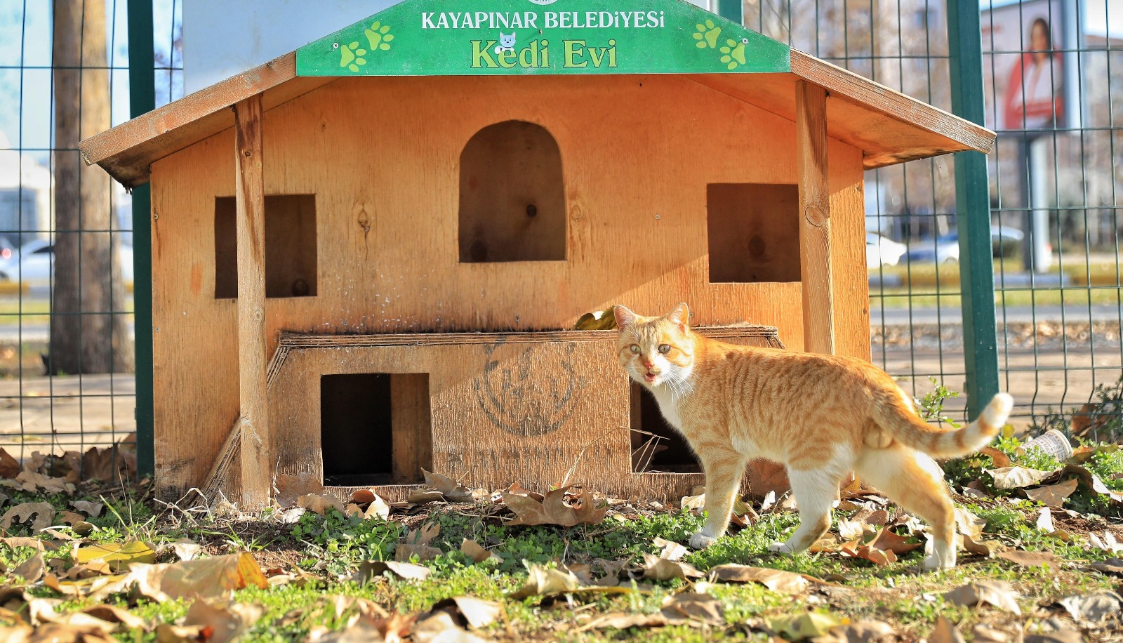 Kedi Evi