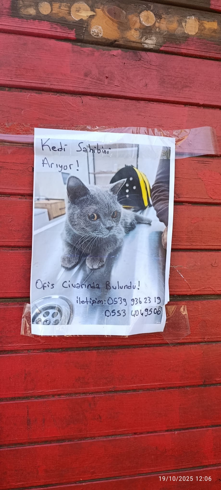 Kayıp Kedi2