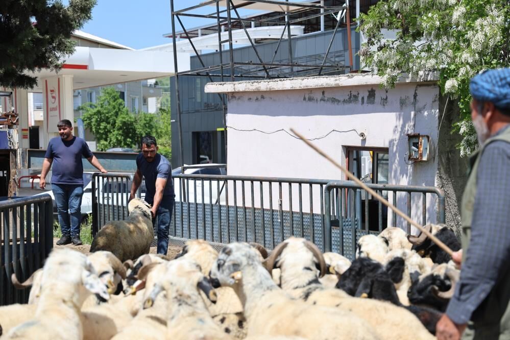 Kurbanlık Besici2
