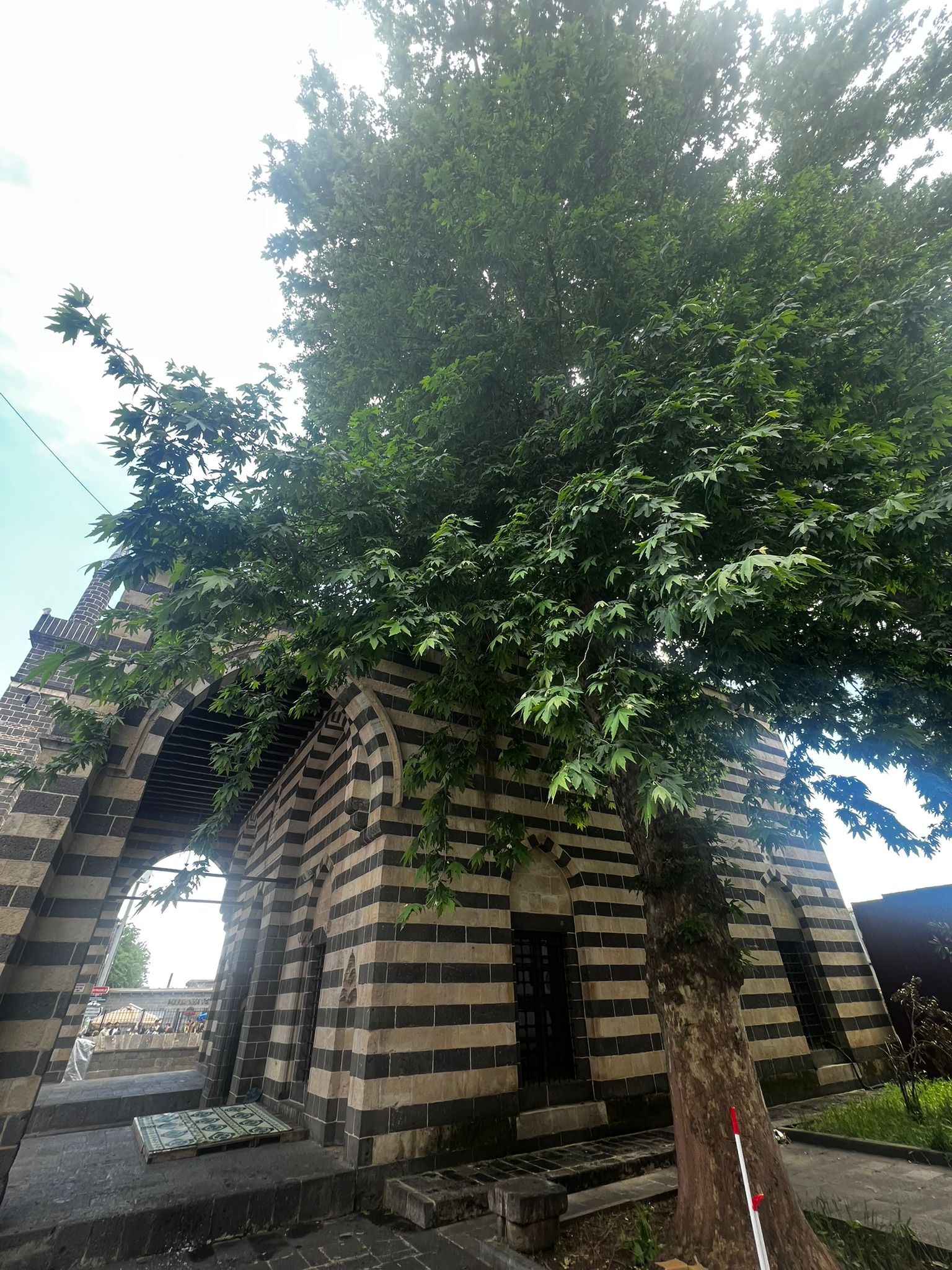 Dört Ayaklı3