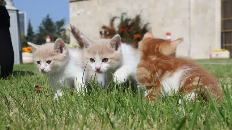 Kedi-5