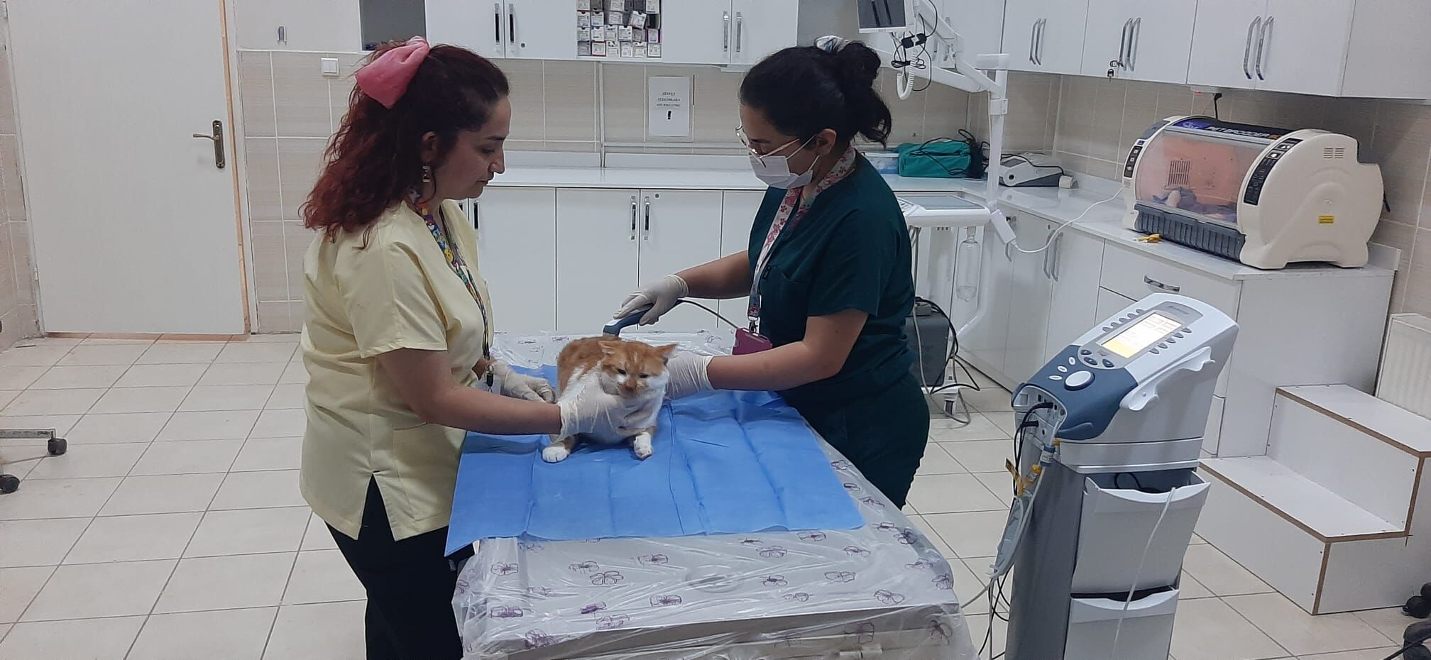 Kedi Veteriner