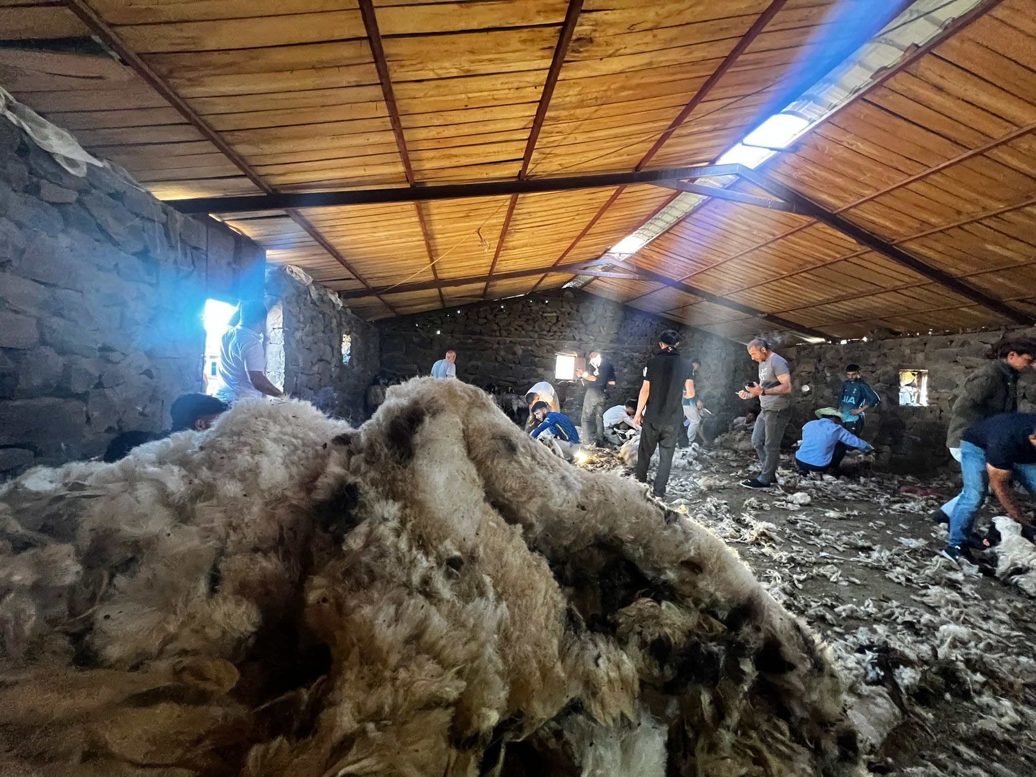 Koyun Kırkımı2