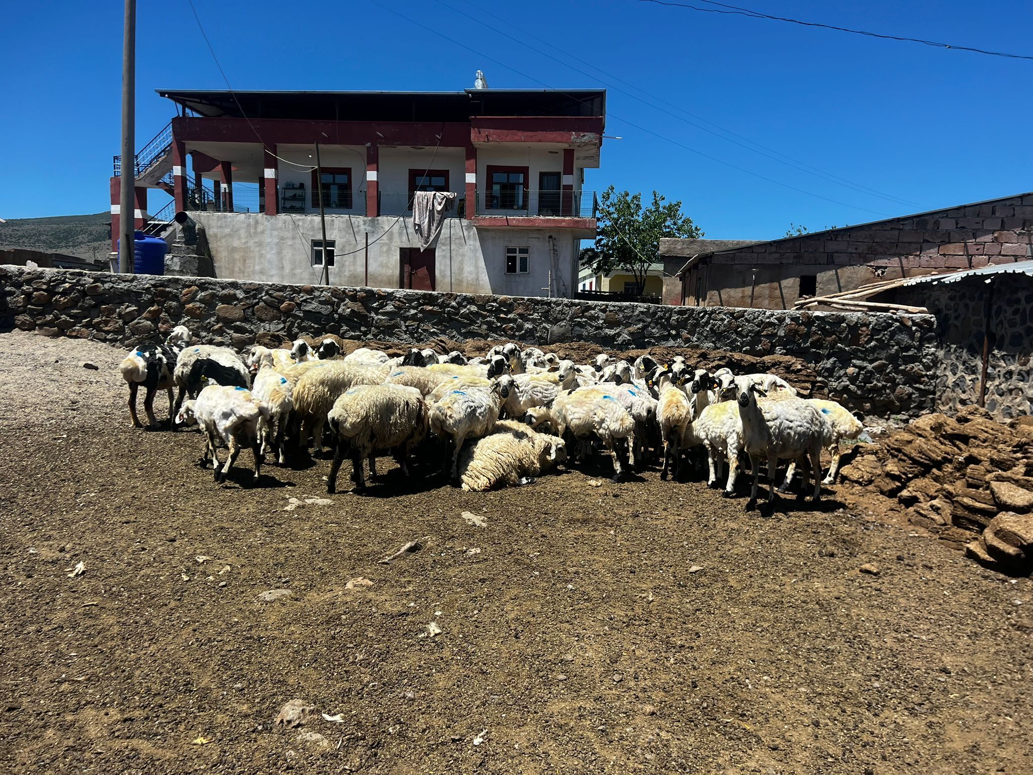 Koyun Kırkımı4