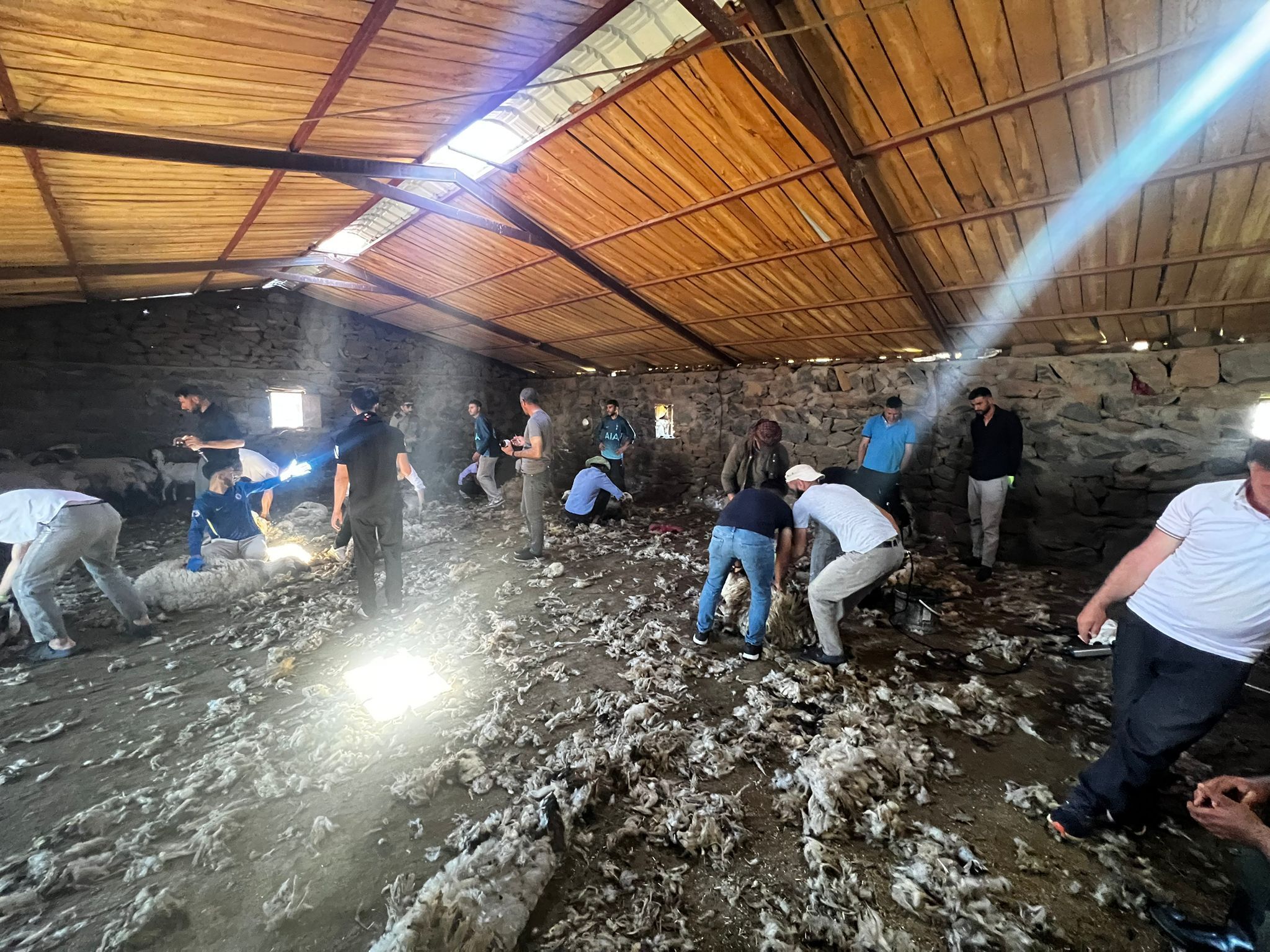 Koyun Kırkımı5