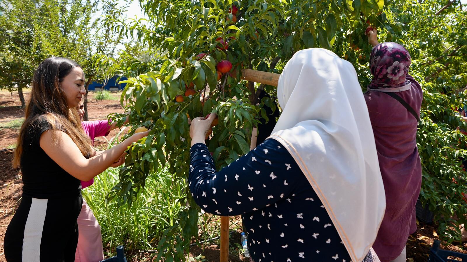 Kadın Hasat2
