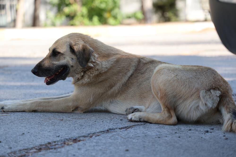 Köpek-8