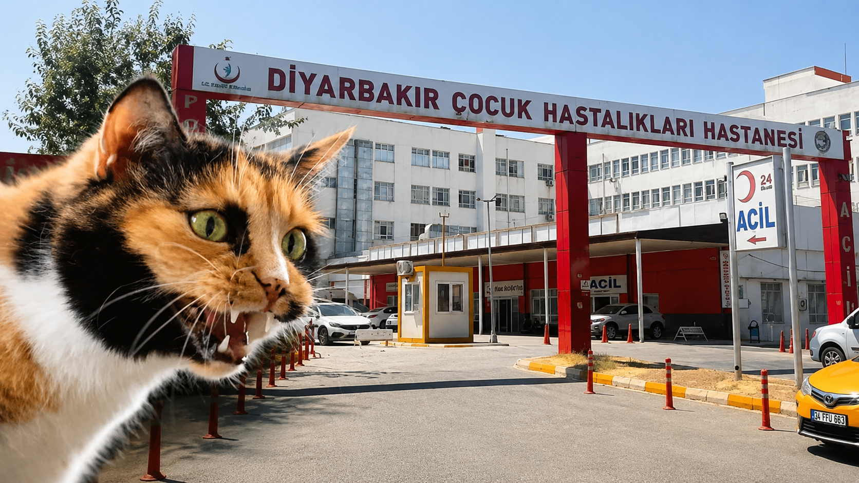 Kuduz Kedi