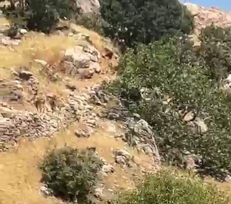 Diyarbakır’da yaban keçileri görüntülendi