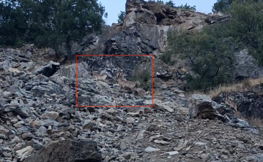 Diyarbakır'da dağ keçileri görüntülendi