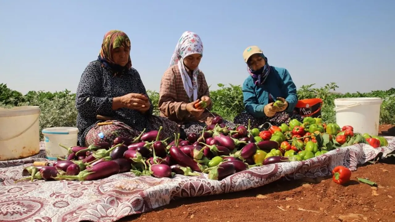 Kurutmalıkk