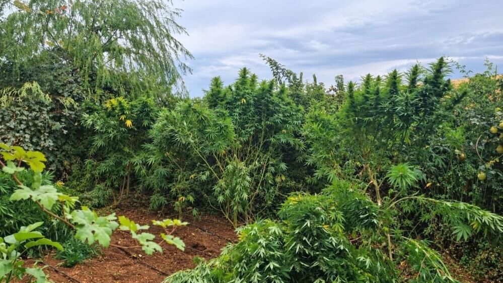 Diyarbakır’da 97 bin 743 kök kenevir ve 44 kilo esrar ele geçirildi